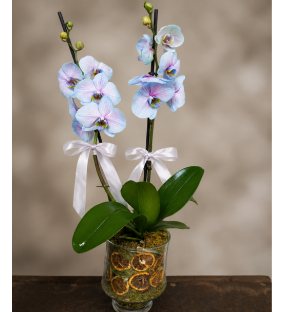 Blue orchid energy