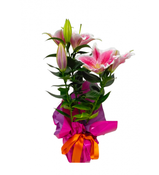 Pink Sakısıda Lilyum