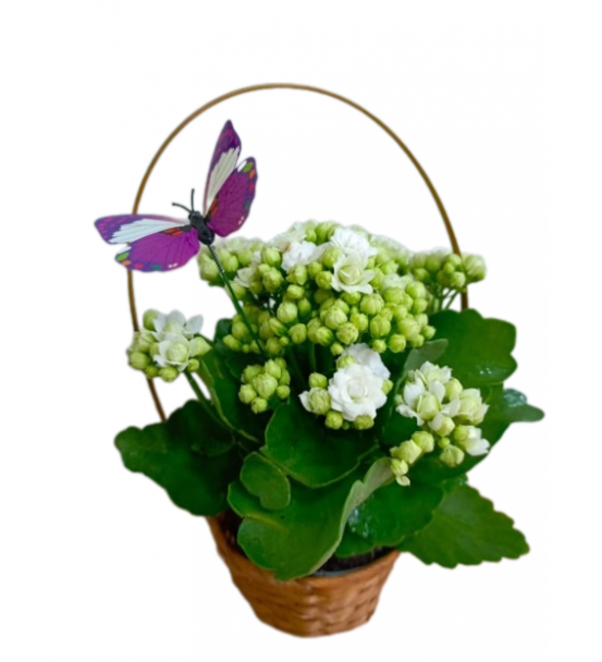 Sepette Beyaz Kalanchoe